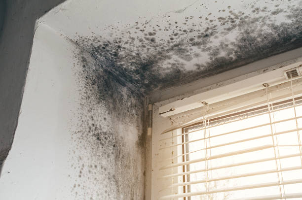 Affordable Crawl Space Mold Remediation solutions in Needham Heights, MA